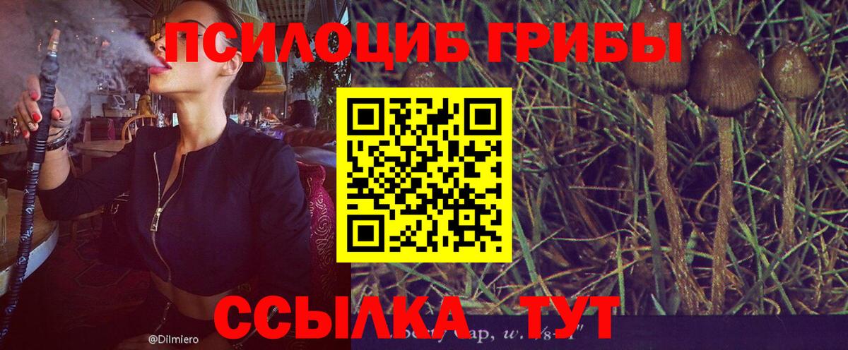 Псилоцибиновые грибы Cubensis Электрогорск